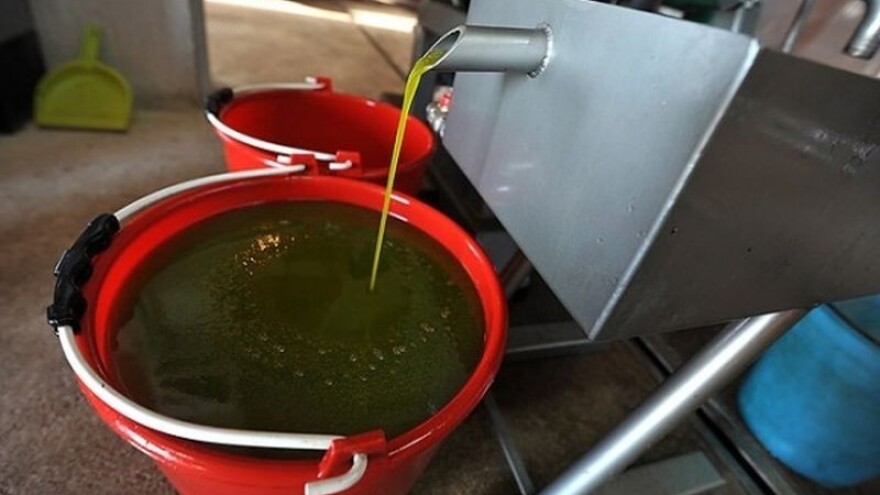 Cijena maslinovog ulja u Grčkoj pala za 40 posto!