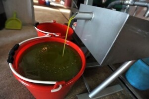 Cijena maslinovog ulja u Grčkoj pala za 40 posto!