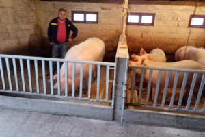 Uzgojili svinju tešku 511 kilograma!