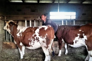 Mušaluk: malo selo s puno uspješnih poljoprivrednika, Mate Štimac jedan je od njih