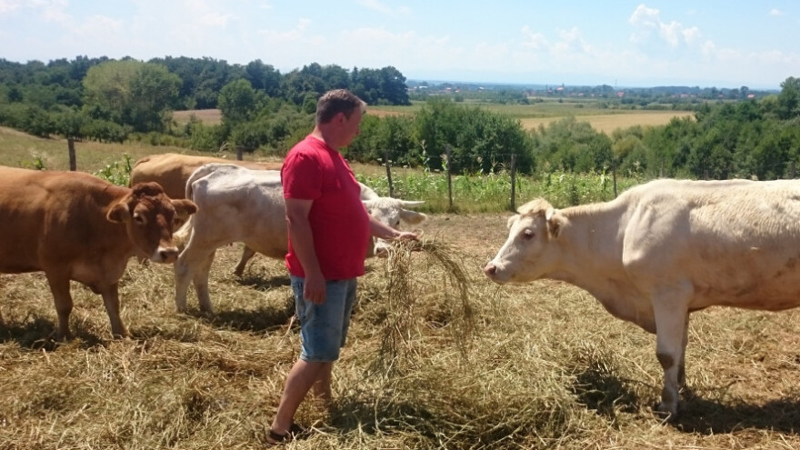 Zatvorio mesnicu i okrenuo se uzgoju goveda
