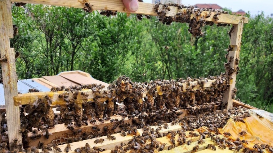 Proizvodnja pčelinjih matica pruža stabilnije prihode?
