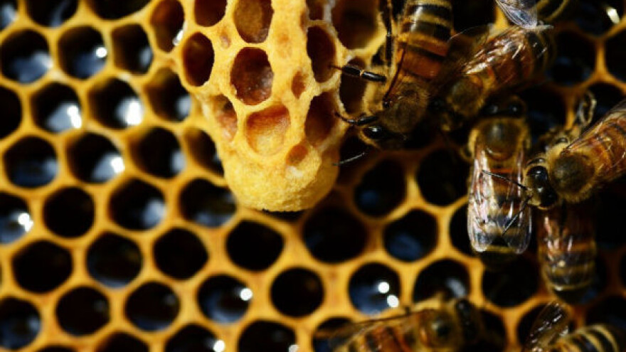 Zbog čega je matični mleč tako cenjen?