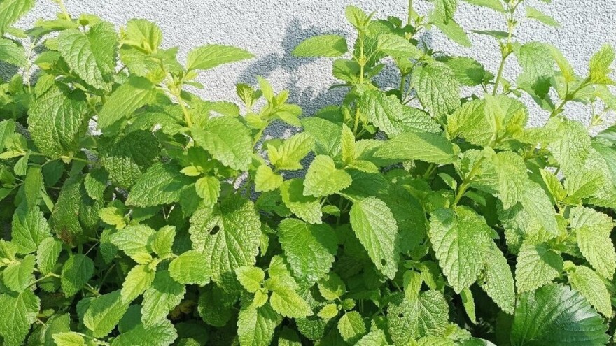 Zašto treba imati matičnjak u svom vrtu?