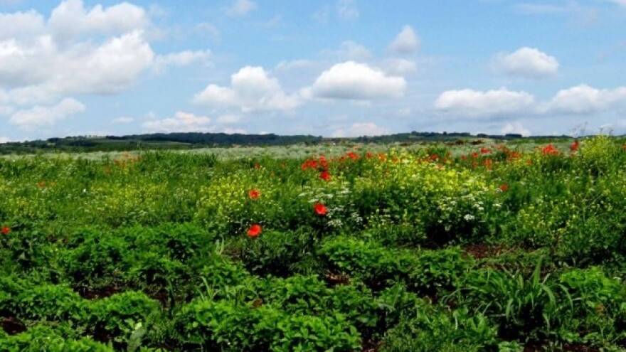Matičnjak i smilje na samo pet metara razdaljine