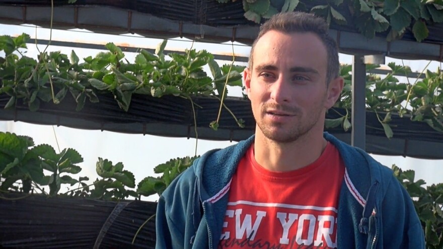 Na OPG-u Brinjak proizvode jagode na viseći način: Poticaja nema, a proizvodnja sve veća