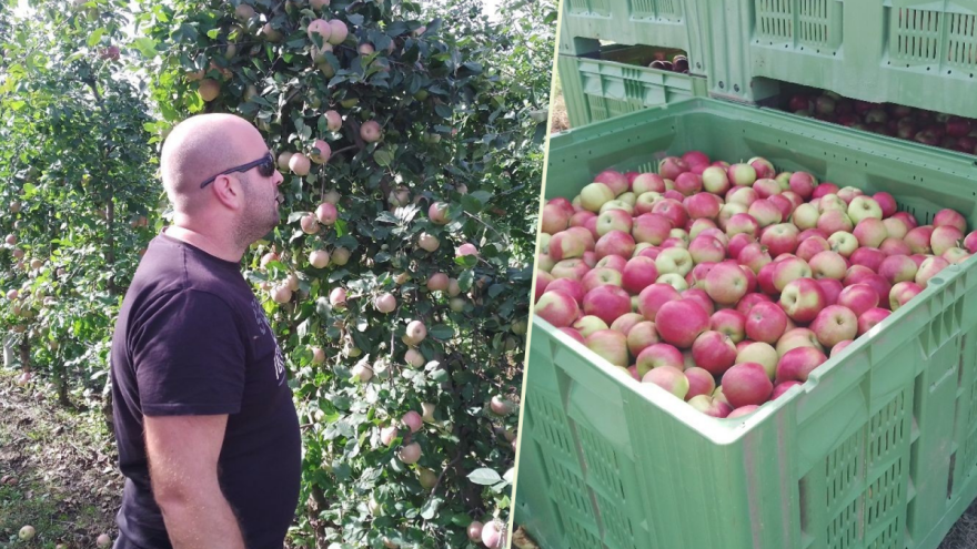 Matko Zelić: Plasman jabuke nije problem jer je mraz poharao cijelu Europu