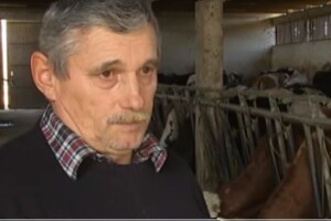 Austrijske klaonice prepune hrvatskih krava!