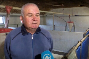 Mato Mihić: Prasci od 25 kg uskoro bi mogli koštati 100 eura