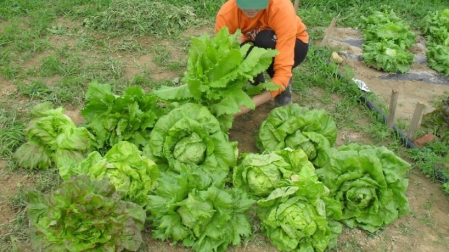 Hrvatska nastavlja brigu o povrću koje izumire
