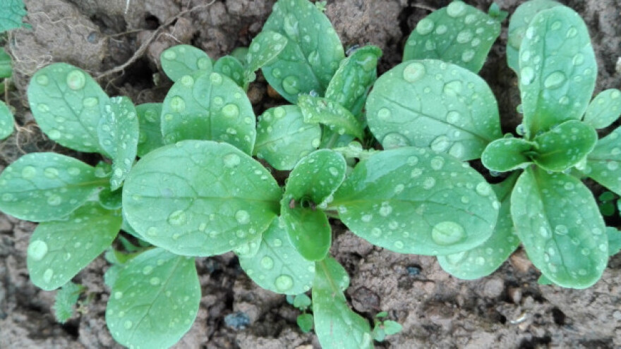 Matovilac, ta divna zimska salata