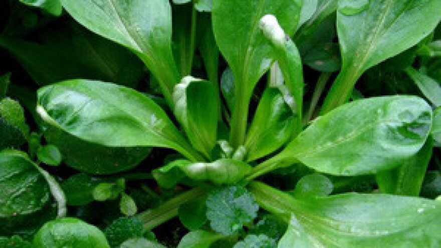 Uzgoj matovilca za jesensku berbu