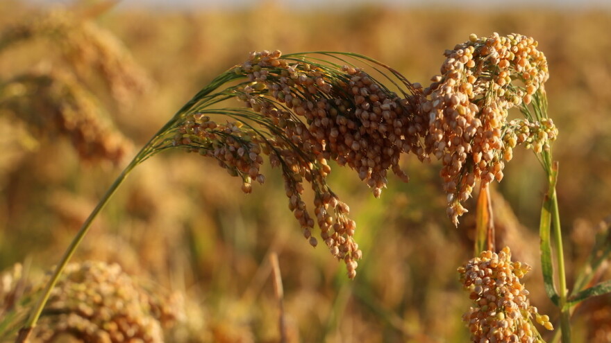 Proso: Zapostavljena žitarica otporna na klimatske promene