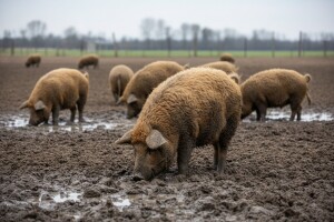 Mavrović odbacuje optužbe