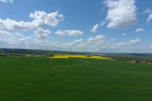 Proizvođači se uzdaju u visoke izlazne cijene pšenice i uljane repice