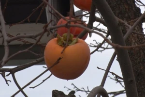 Japanska jabuka tri decenije sladi Obrenovčane