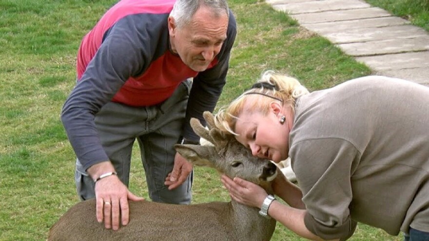 Srndać Bambi ljubimac je porodice Petrašević i velika atrakcija u selu