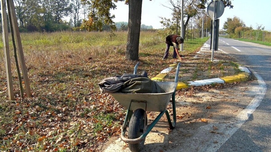 Žir: Pomalo zaboravljen dodatak u ishrani stoke