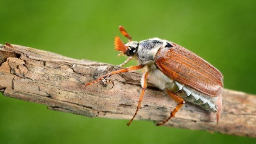 Ekološko suzbijanje zemljišnih štetnika