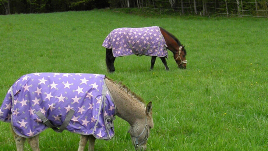 Kobila i magare uspešno emigrirali u Norvešku