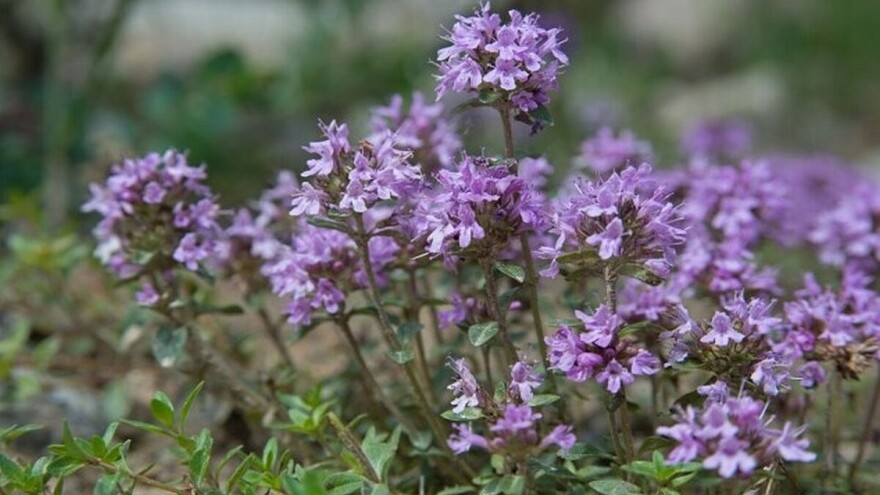 Mogućnosti uzgoja majčine dušice - biljke skromnih zahteva