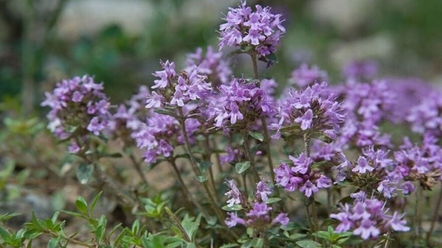 Evropsko tržište želi naše ljekovito bilje jer je ono vrhunskog kvaliteta