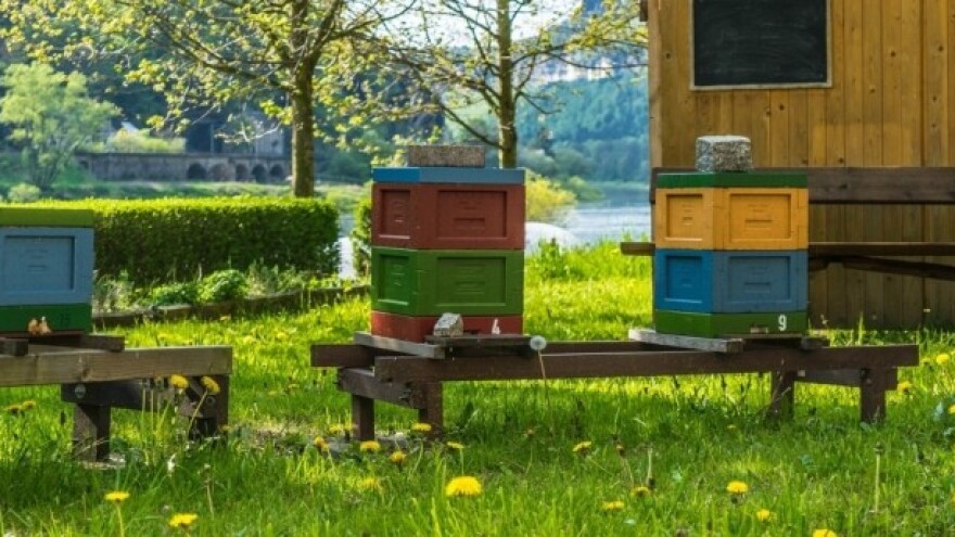 Suncokretova paša štiti od parazitske ose?