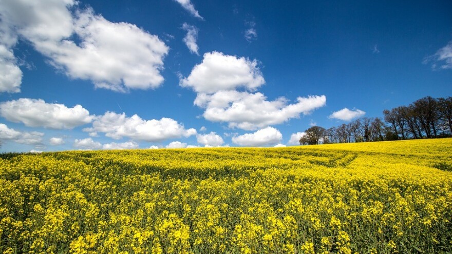 Ostao bez posla i odlučio  obrađivati 120 ha u eko proizvodnji