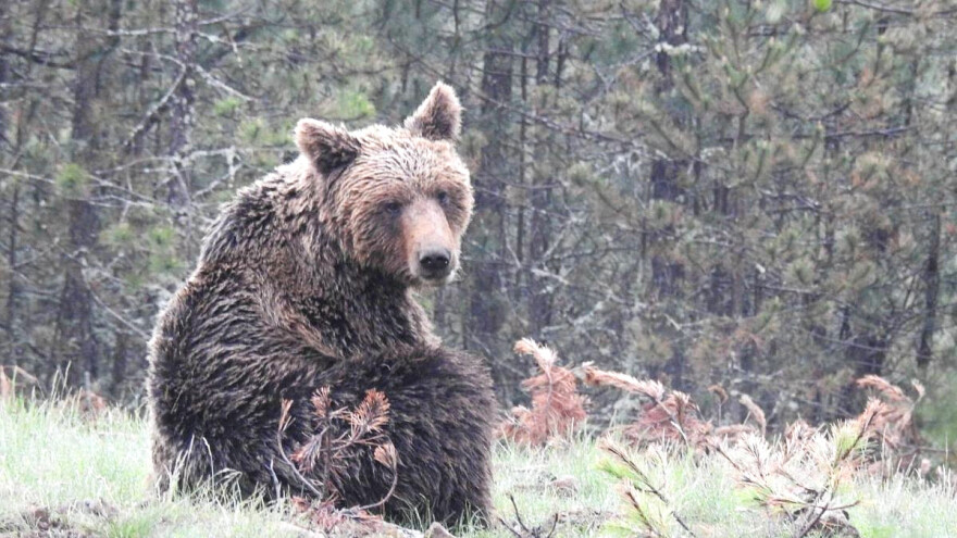 Šta je zabeležila kamera koju je nosio medved Aleksandar?