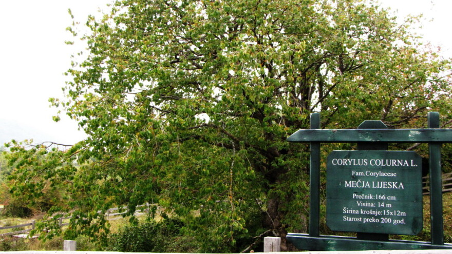 Mečja lijeska na Borikama navršila 200 godina i još uvijek donosi plodove
