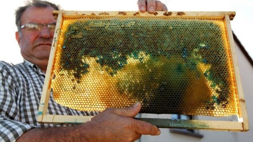 Propast pčela: Kako je med postao obojen?