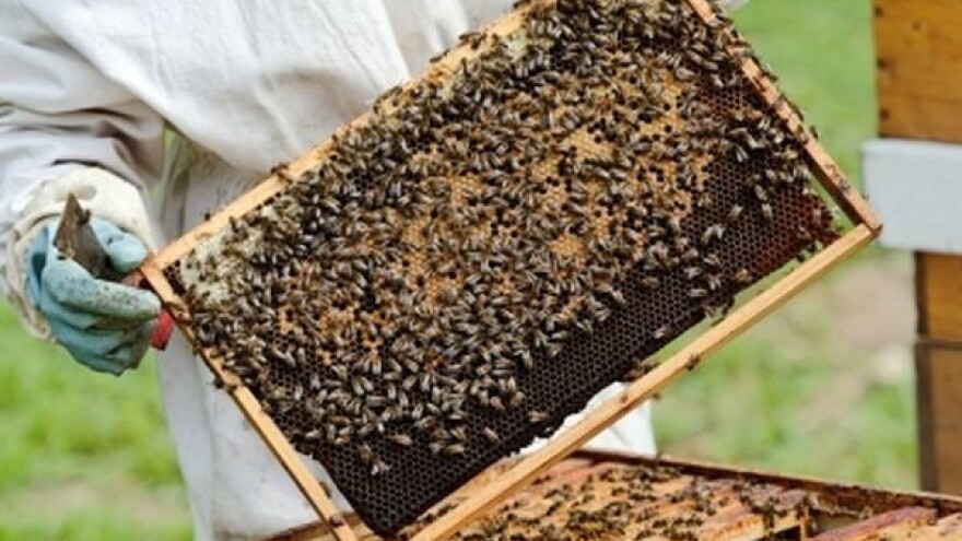 Proizvodnja bagremovog meda pala za 80 posto!