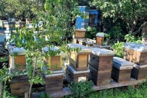 Uzimljavajte pčele na vrijeme i tretirajte od varoe aromatičnim biljem