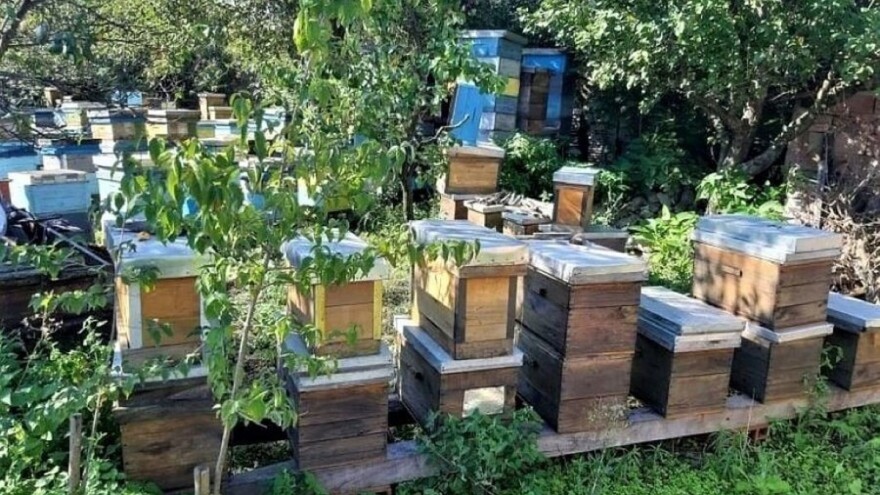 Uzimljavajte pčele na vrijeme i tretirajte od varoe aromatičnim biljem