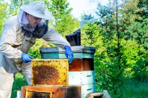 Nikad lošiji prinosi meda u EU: Očekivan rast cijena, a one sve niže zbog uvoza 'lažnog'