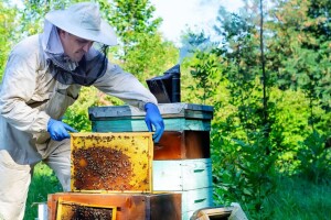 Nikad lošiji prinosi meda u EU: Očekivan rast cijena, a one sve niže zbog uvoza 'lažnog'