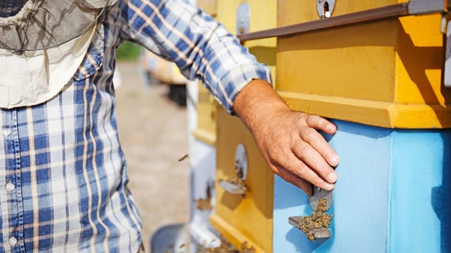 Obilježavamo Svjetski dan pčela, jednih od najvažnijih živih bića na Zemlji