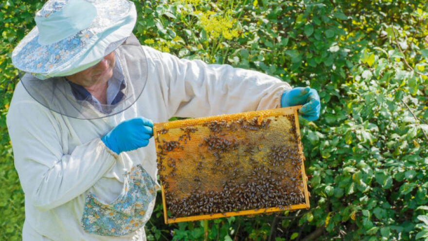 Kestenov med - brend kostajničkog kraja!