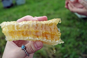 Med i propolis hrane i odgađaju starenje kože