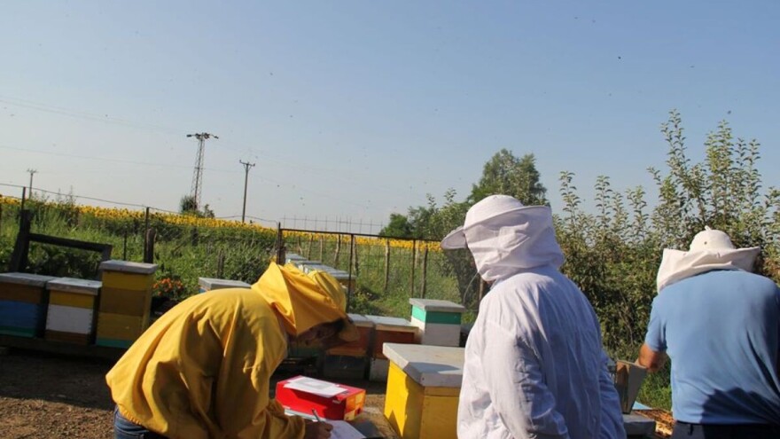 Da li će ova godina poslužiti domaće pčelare?