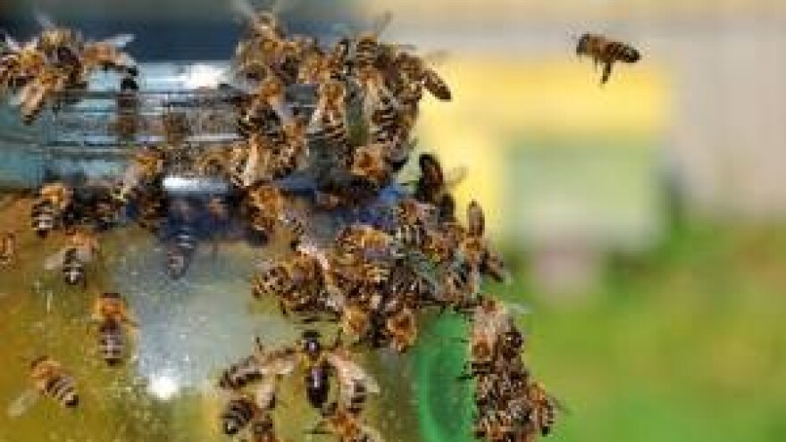 Med je sladak svima osim pčelaru