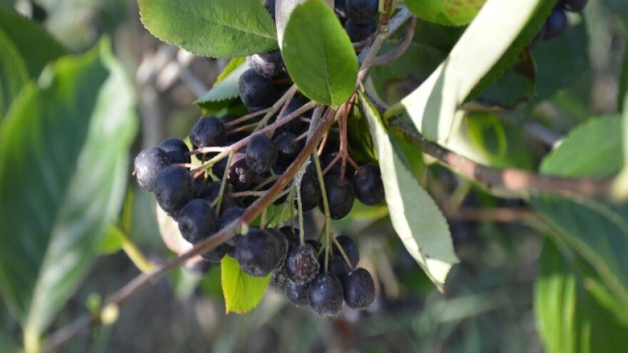 Medeći cvrčak ponovno prijeti voću i cvijeću