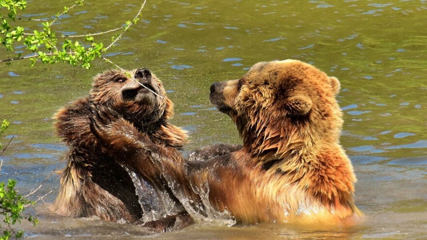 Za 15 godina zabeležena 664 napada medveda na ljude, koji su najčešći uzroci?