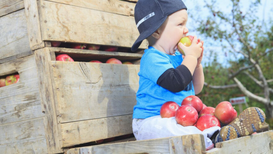 Medena užina za vrtićarce - jabuke, med i bundeve!