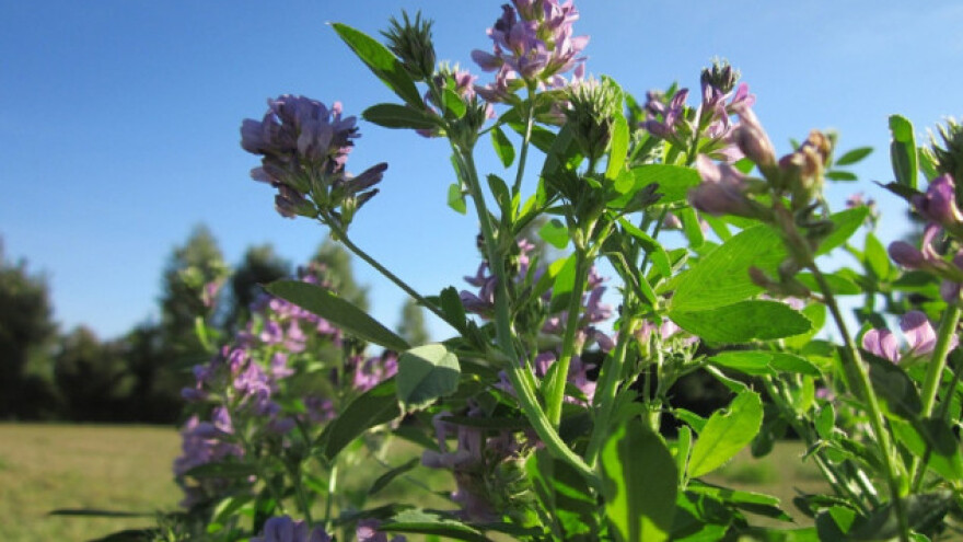 Lucerna, najjeftiniji izvor proteina na oranicama