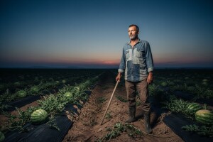Međimurske lubenice najslađe su kradljivcima!