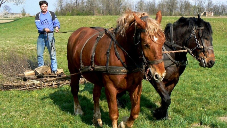 Učlanite se u udrugu i spasite međimurskog konja, najugroženiju hrvatsku pasminu