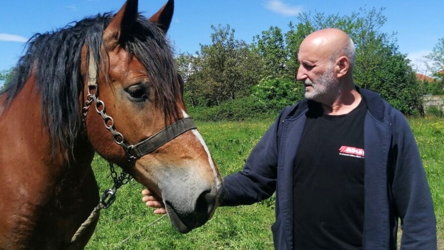 Sljedeća su četiri tjedna ključna za opstanak kritično ugroženog međimurskog konja