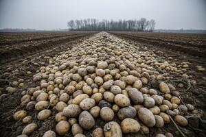 Međimurski krupmir postao gnojivo za njive!?