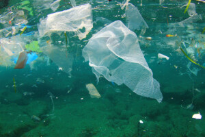 Koliko ribe, toliko plastike?